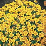 Tagetes Tangerine Gem Seeds