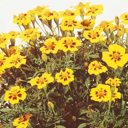 Unbranded Tagetes Ursula Seeds Average Seeds 300