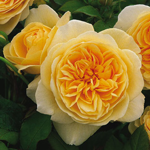 Unbranded Teasing Georgia - Climbing Rose ** AUTUMN PRE