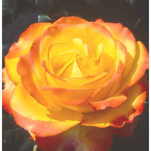 Unbranded Tequila Sunrise Hybrid Tea Rose