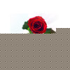 Unbranded The Eternal Rose