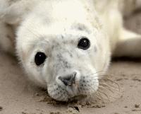 The Scottish SEA LIFE Sanctuary Student Ticket