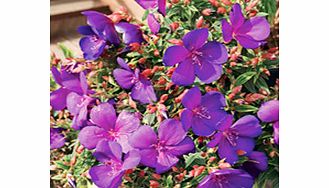 Unbranded Tibouchina Plants - Baby