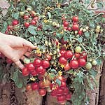 Unbranded Tomato F1 Tumbler Plants 403761.htm