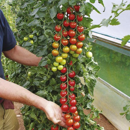 Unbranded Tomato Grafted Conchita Plants Pack of 3 Pot