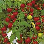 Unbranded Tomato Maskotka Seeds