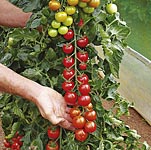 Unbranded Tomato Turbo Conchita Plants 401881.htm