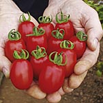 One of the tastiest new mini plum varieties giving a good crop of very sweet fruits. Grafted `turbo`