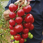 Unbranded Tomato Turbo Elegance Plants 401902.htm