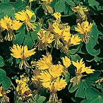 Unbranded Tropaeolum Canariense Seeds 417689.htm