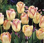 Unbranded Tulip Blushing Girl