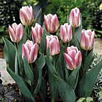 Unbranded Tulip Classic Strawberry Swirl