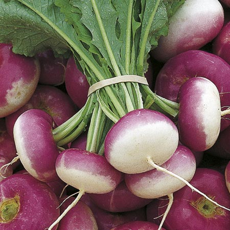 Unbranded Turnip Atlantic Seeds Average Seeds 500