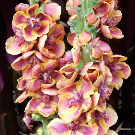 Unbranded Verbascum Jester Plants Pack of 3 Pot Ready Plants