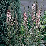 Unbranded Verbascum Sunset Shades Seeds 428831.htm