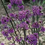 Unbranded Verbena Bonariensis Plants 488471.htm
