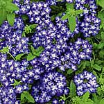 Unbranded Verbena Lavender Grace Plants 402761.htm