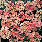 Verbena Peaches and Cream Seeds