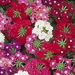 Unbranded Verbena Quartz Mixed F2 Seeds 423494.htm