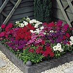 Unbranded Verbena Quartz Mixed Garden Ready Plants