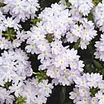 Unbranded Verbena Quartz Silver F2 Seeds 429039.htm