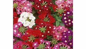 Unbranded Verbena Seeds - Quartz Mixed F2