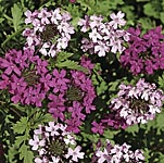 Unbranded Verbena Toronto Mixed Seeds 428002.htm