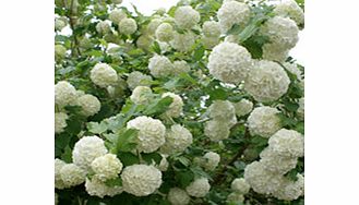 Unbranded Viburnum Plant - Opulus Roseum