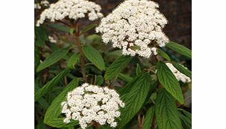 Unbranded Viburnum Plant - Rhytidophyllum