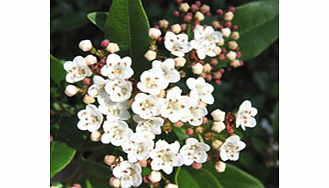 Unbranded Viburnum Plant - Tinus Eve Price