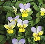 Unbranded Viola Lulu F1 Seeds