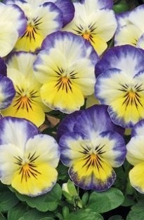 Unbranded Viola Sorbet Blueberry Swirl x 66 Plants