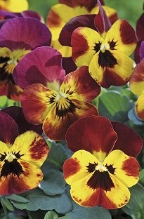 Unbranded Viola Sorbet Desert Fire x 150 Mini Plug Plants