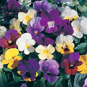 Unbranded Viola Value Hybrids Seeds