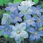 Bushy  compact plants producing long  delicate flower stems topped by five-petalled  lilac-blue bloo