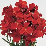 Unbranded Wallflower Fire King Improved Seeds