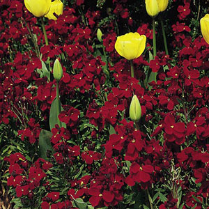 Wallflower Fire King Seeds