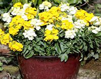 Unbranded Wallflower Plants - Bounty Mix