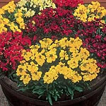 Unbranded Wallflower Prince Mixed Easiplants