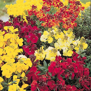 Wallflower Spring Scent Seeds