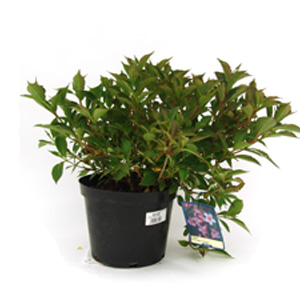 Unbranded Weigela florida Pink Poppet