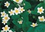 White Marsh Marigold
