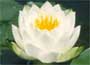 White Water Lily