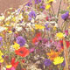 Unbranded Wild Flower Cornfield Seed