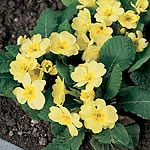 Unbranded Wild Flowers Primrose Seeds 429861.htm