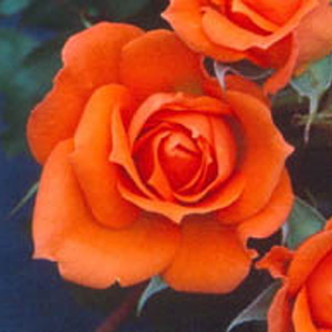 Unbranded Wildfire Patio Rose (pre-order now)