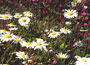 Wildflower Border Collection