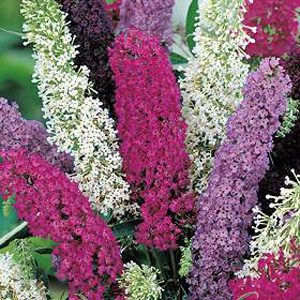 Unbranded Wildflower Butterfly Bush Seeds