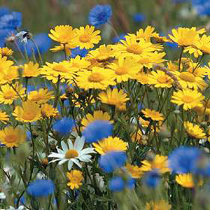 Attractive  bright yellow flowers once commonly seen in cornfields across the British Isles.