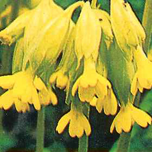 The famous meadow and hedge row plant of simple beauty. Fragrant lemon yellow pendulous blooms. Easy